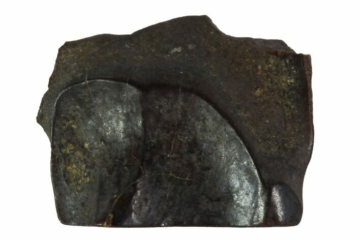 Triceratops Shed Tooth - Montana #98317